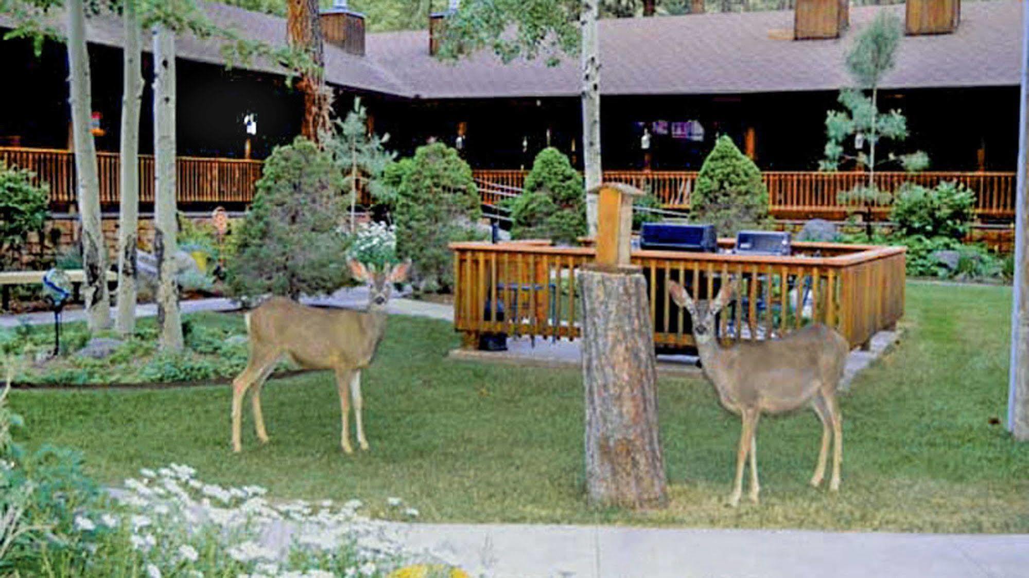 Shadow Mountain Lodge And Cabins Ruidoso Extérieur photo